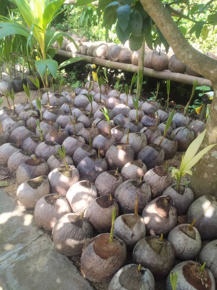 JUAL BIBIT KELAPA GENJAH ENTOK KEBUMEN