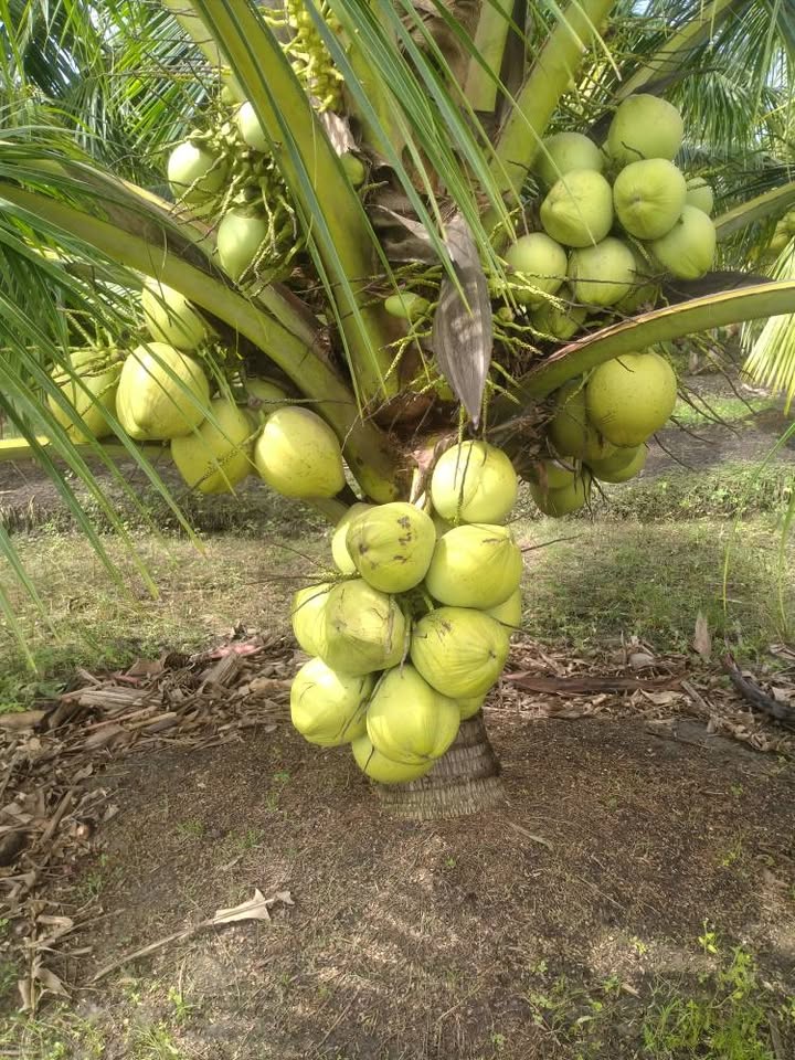 JUAL BIBIT KELAPA GENJAH ENTOK KEBUMEN