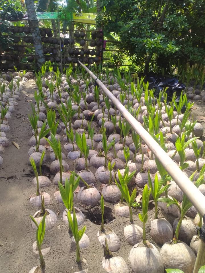 JUAL BIBIT KELAPA GENJAH ENTOK KEBUMEN