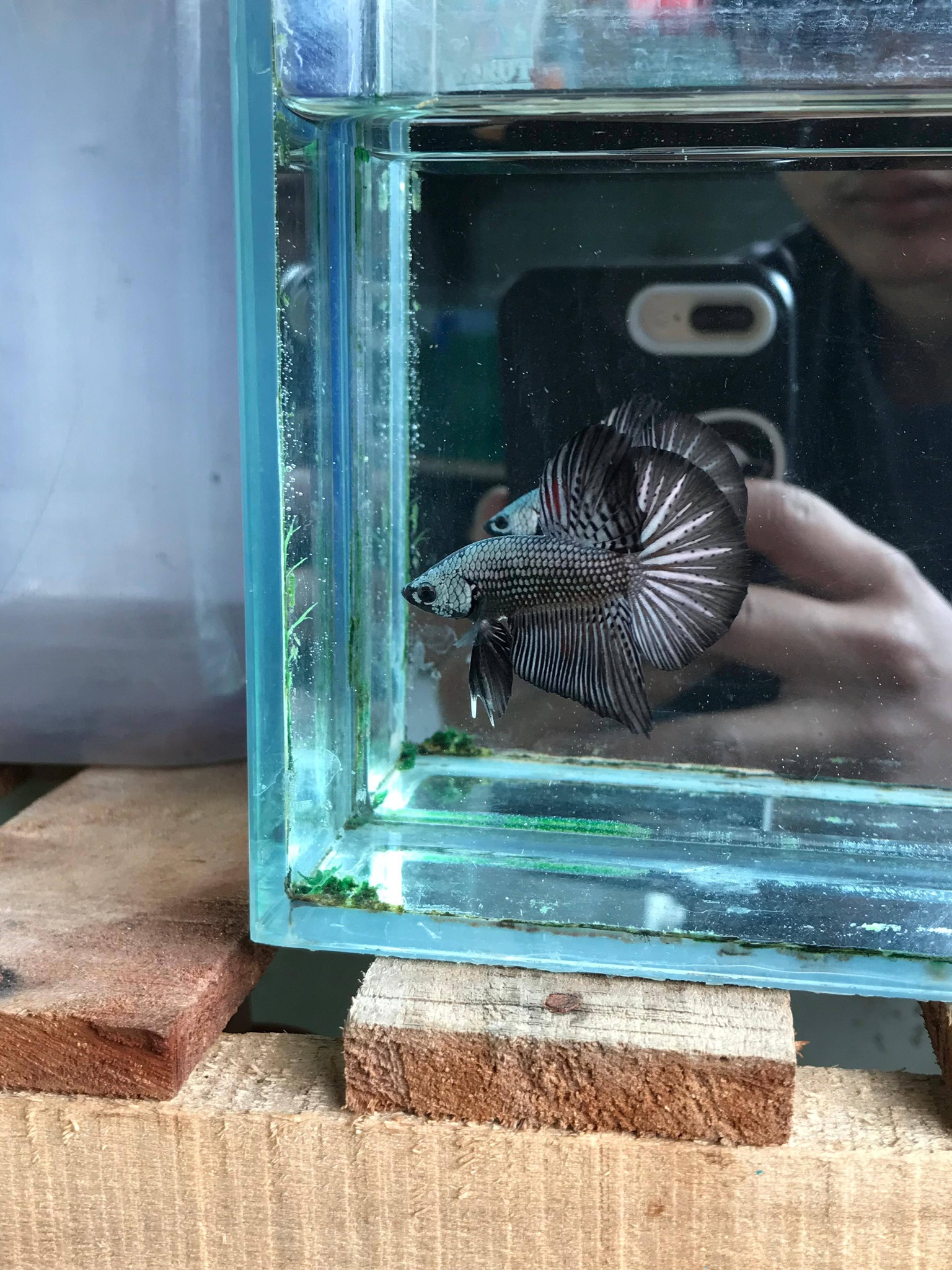 JUAL IKAN CUPANG Halfmoon Plakat