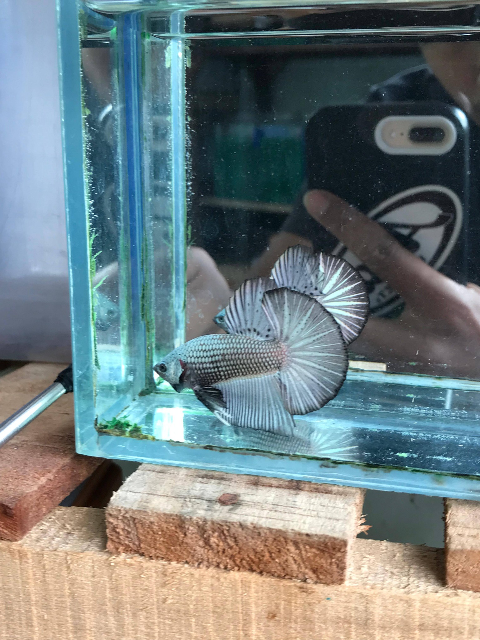 JUAL IKAN CUPANG Halfmoon Plakat
