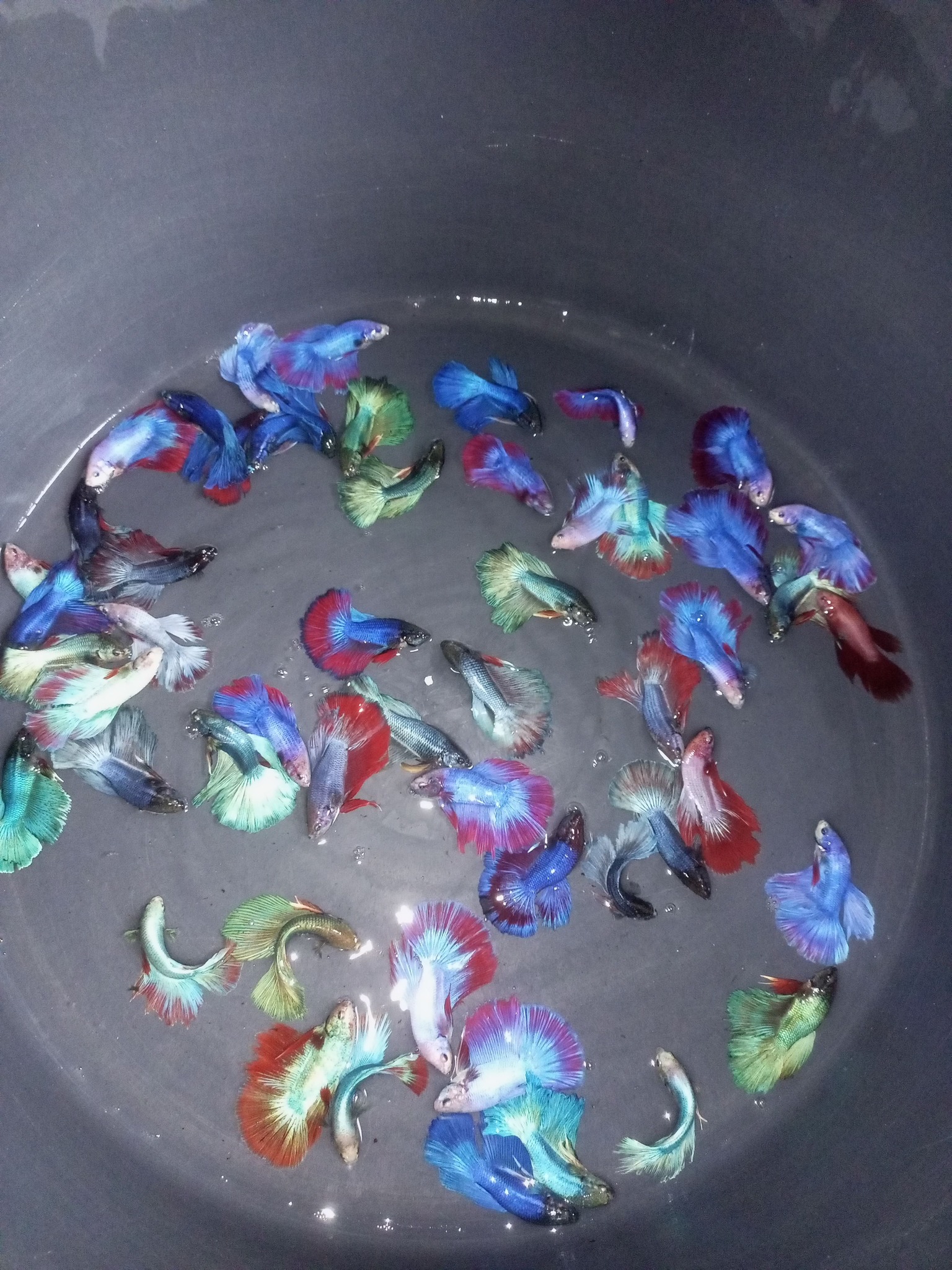 JUAL IKAN CUPANG Halfmoon Plakat
