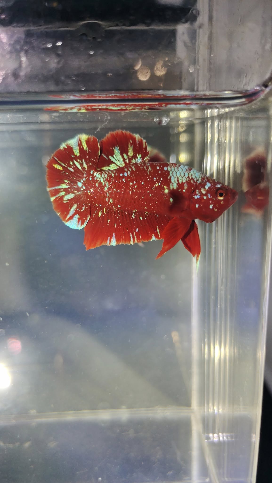 JUAL IKAN CUPANG PLAKAT NEMO