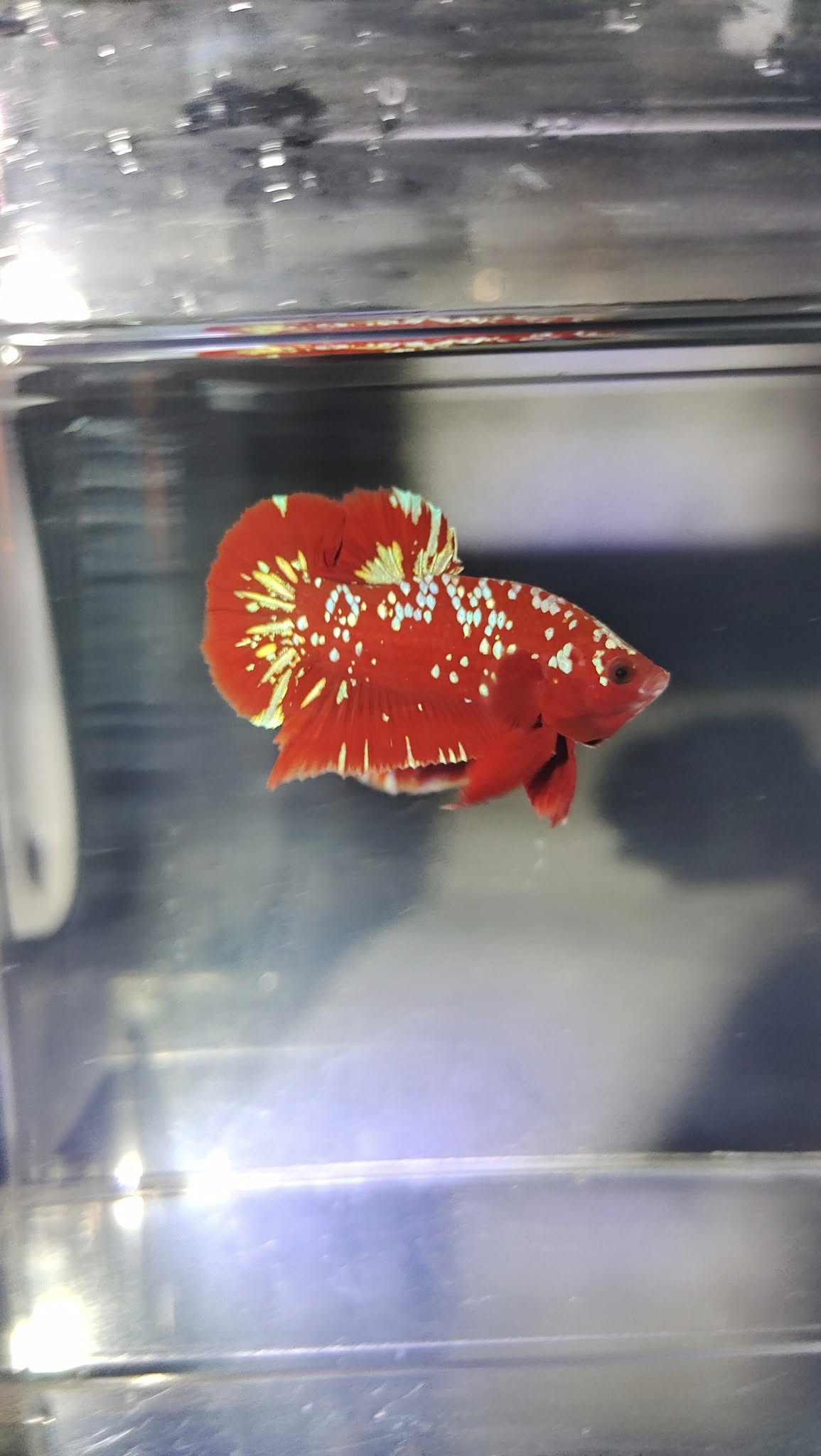 JUAL IKAN CUPANG PLAKAT NEMO