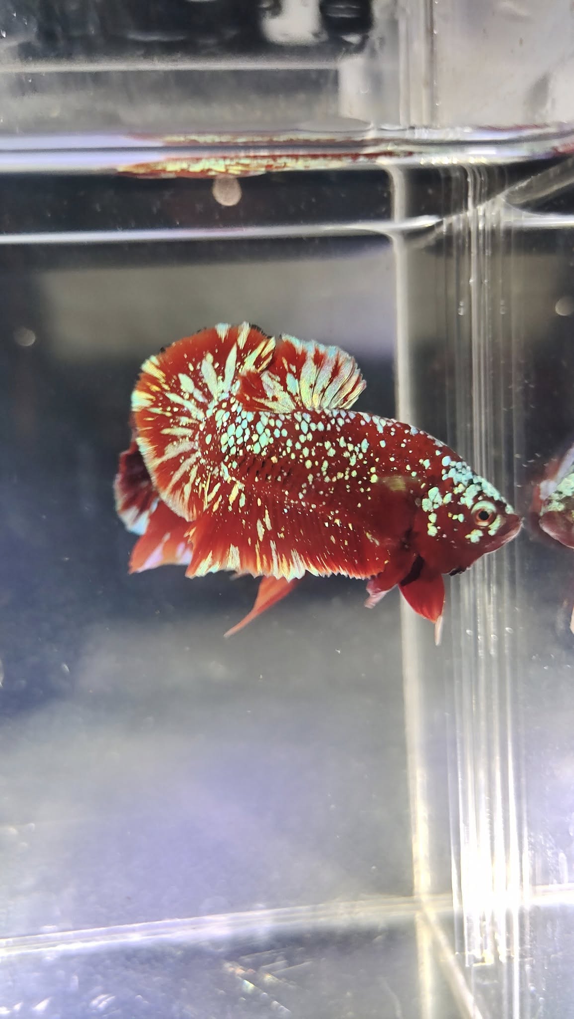 JUAL IKAN CUPANG PLAKAT NEMO