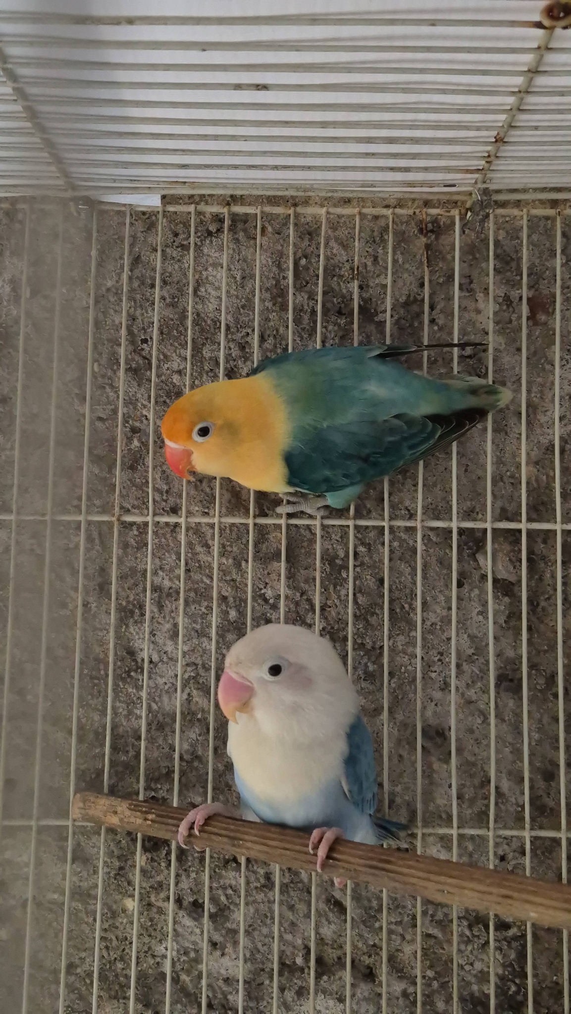 JUAL SEPASANG LOVEBIRD SIAP REPRODUKSI