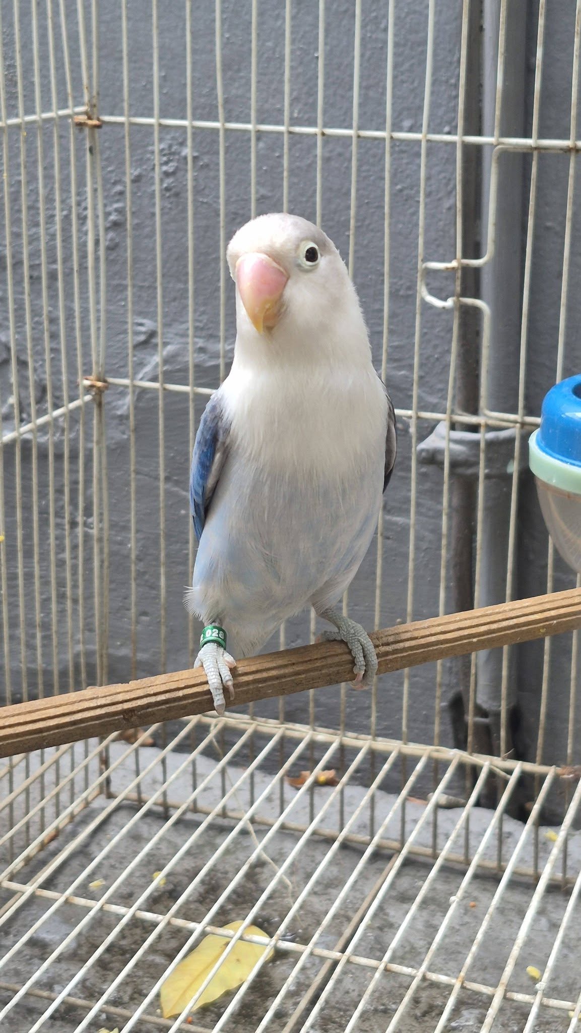 JUAL SEPASANG LOVEBIRD SIAP REPRODUKSI