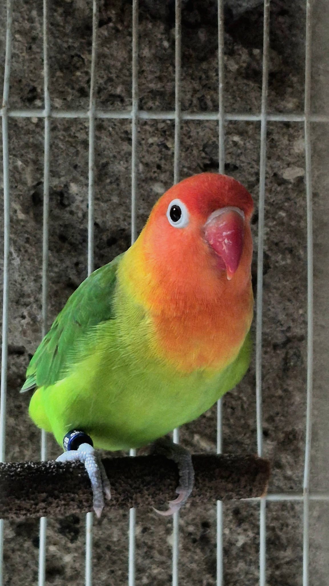 JUAL SEPASANG LOVEBIRD SIAP REPRODUKSI