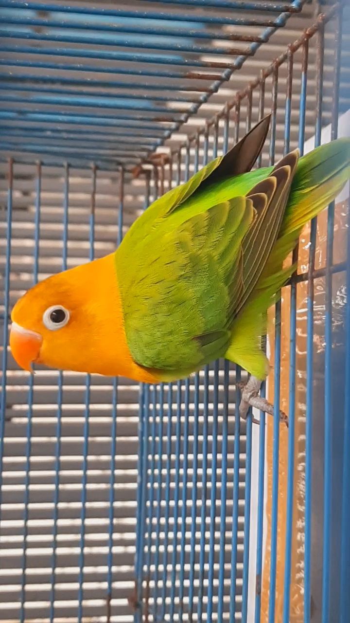 JUAL SEPASANG LOVEBIRD GREEN SERIES