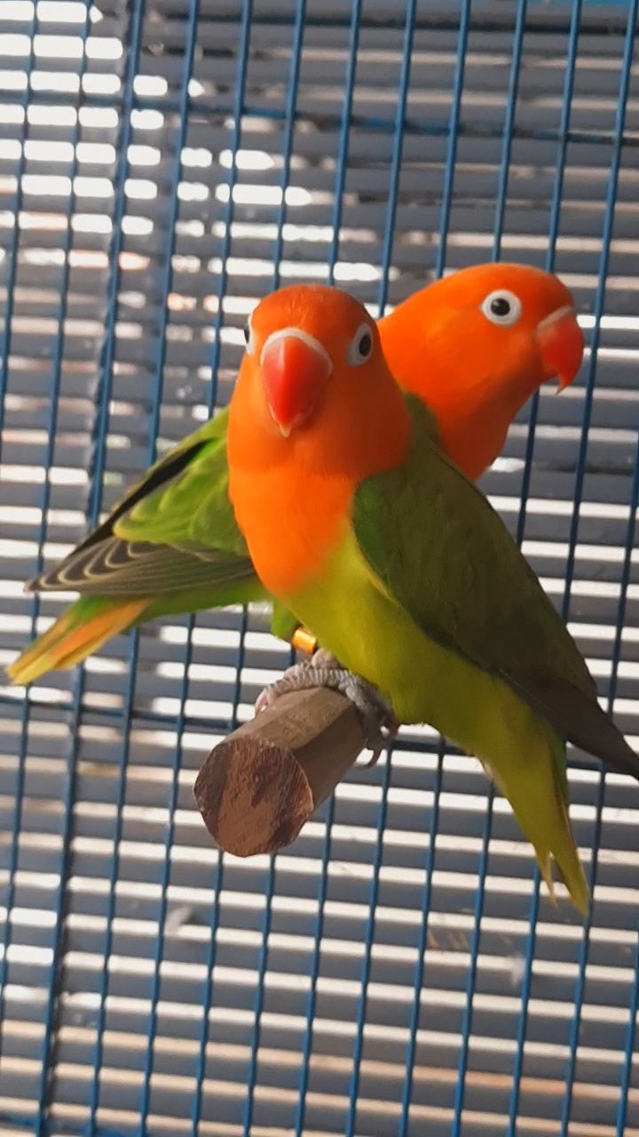 JUAL SEPASANG LOVEBIRD GREEN SERIES