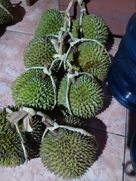 JUAL DURIAN MANIS & LEZAT, DIJAMIN PUAS!