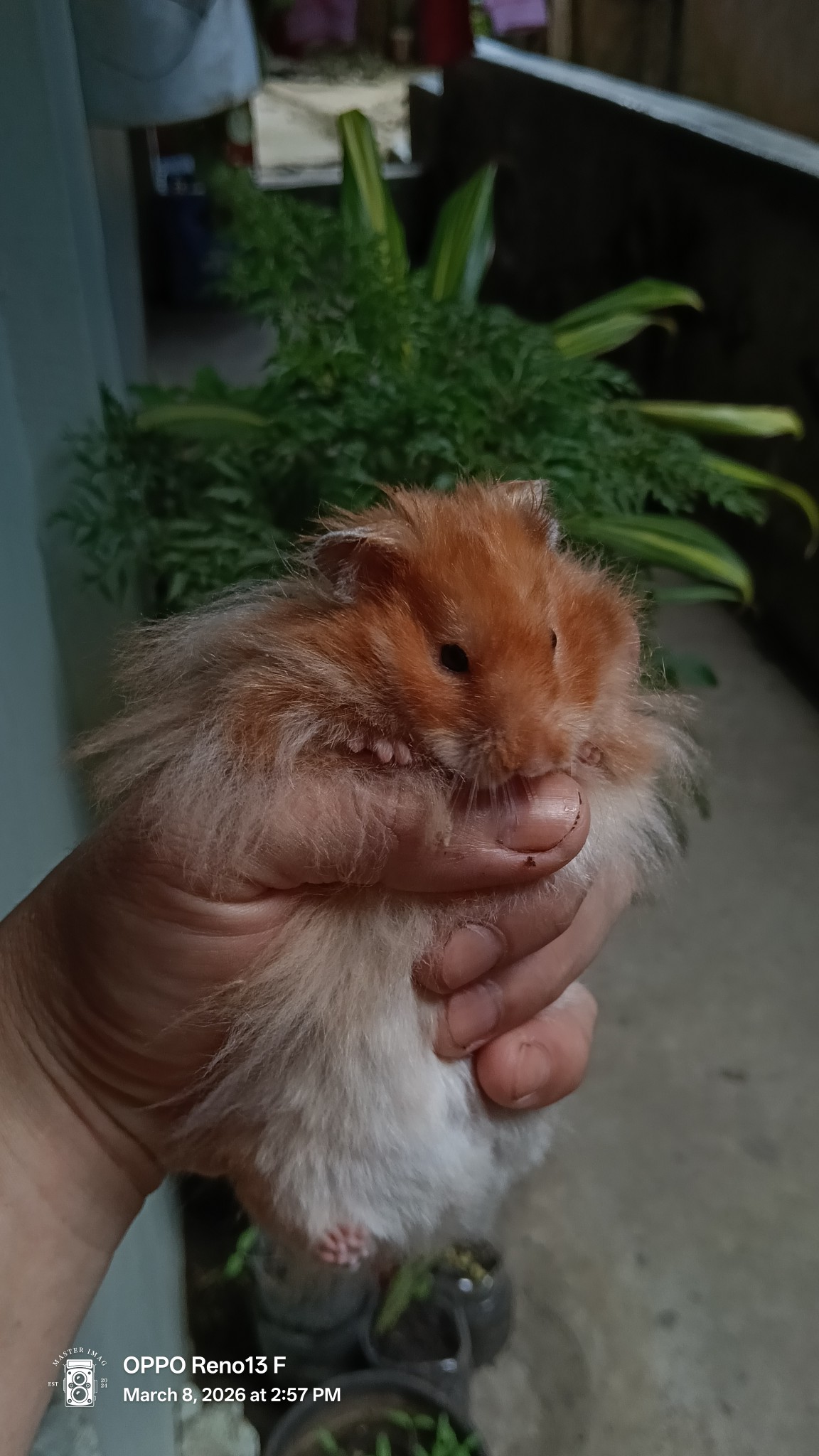 JUAL HAMSTER LUCU & SEHAT – SIAP JADI PELIHARAAN FAVORIT! 🐹