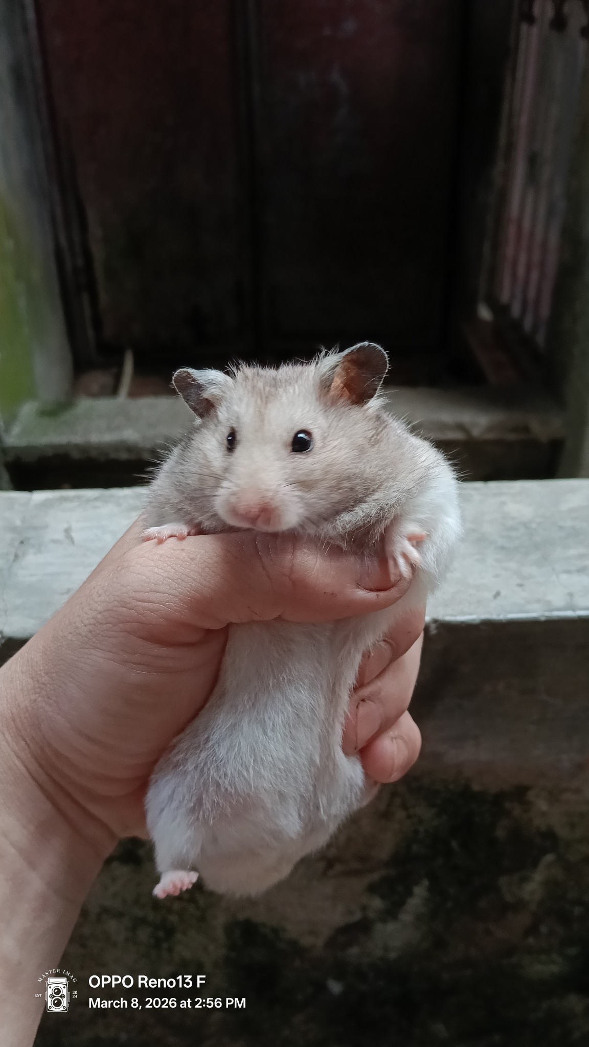 JUAL HAMSTER LUCU & SEHAT – SIAP JADI PELIHARAAN FAVORIT! 🐹