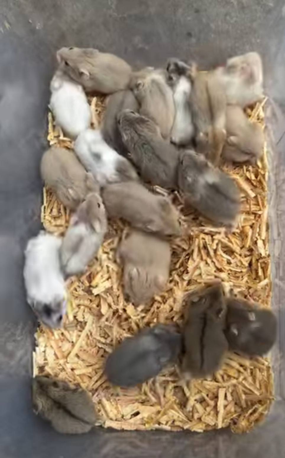 JUAL HAMSTER LUCU & SEHAT – SIAP JADI PELIHARAAN FAVORIT! 🐹