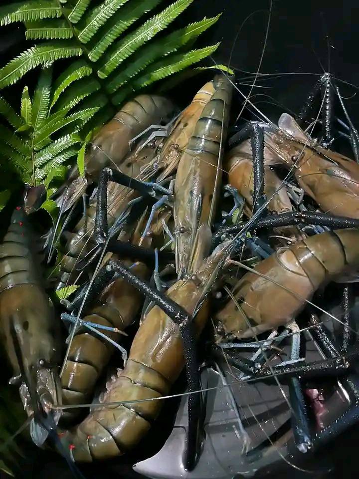 JUAL UDANG GALAH SEGAR SUPER BESAR
