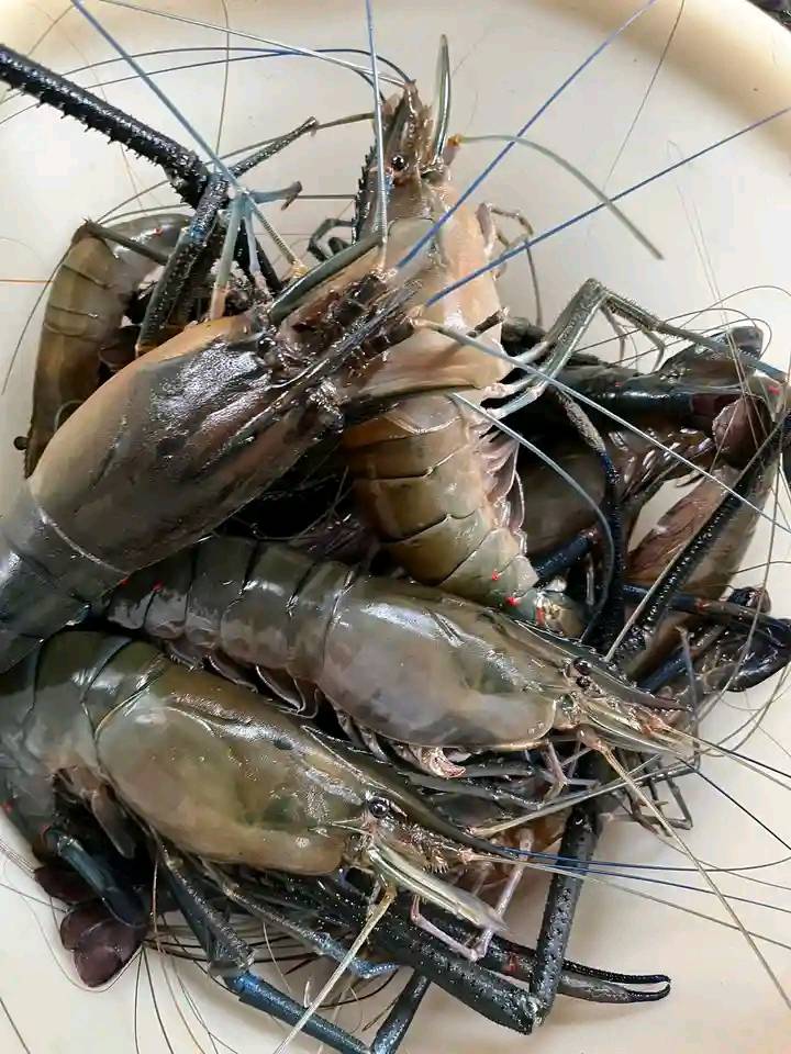 JUAL UDANG GALAH SEGAR SUPER BESAR