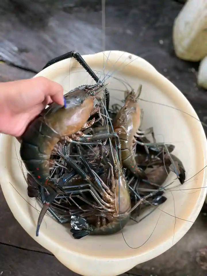 JUAL UDANG GALAH SEGAR SUPER BESAR