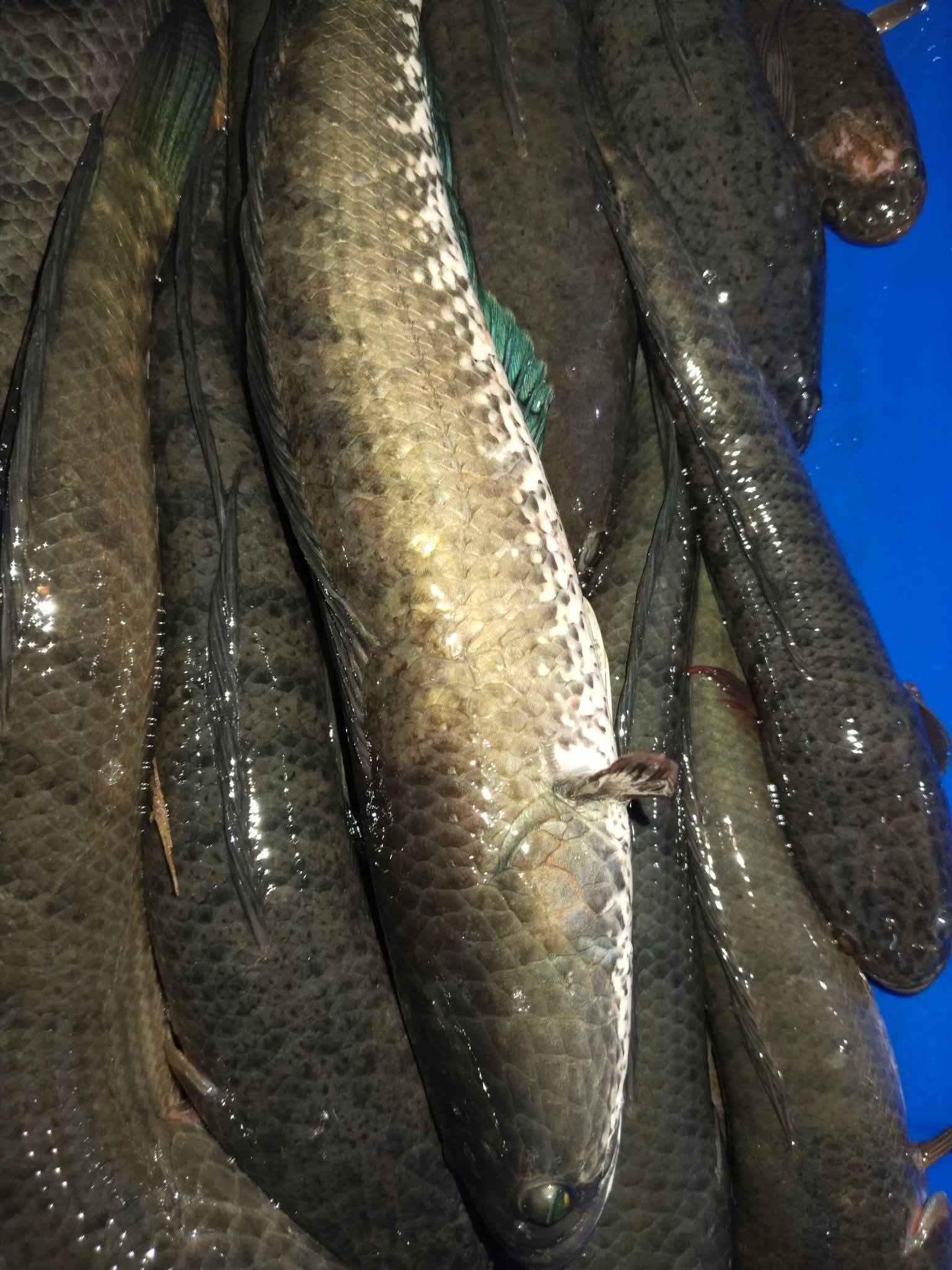 JUAL IKAN DAN BELUT SEGAR BARU DI TANGKAP – DIJAMIN FRESH! 🐟