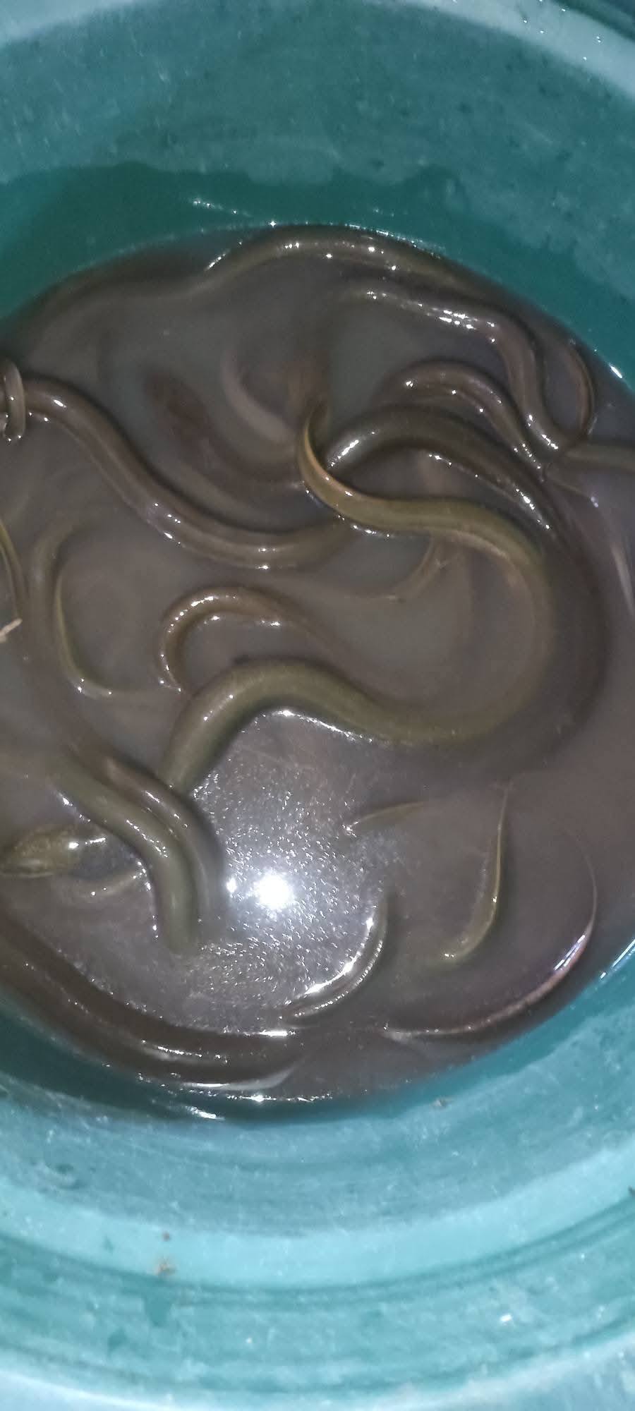JUAL IKAN DAN BELUT SEGAR BARU DI TANGKAP – DIJAMIN FRESH! 🐟