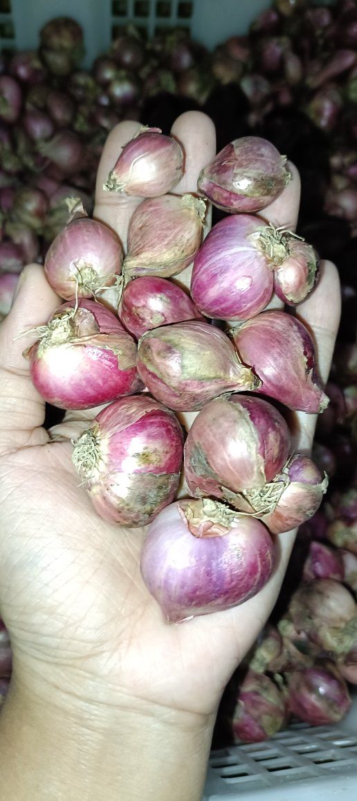 JUAL BAWANG MERAH SEGAR KUALITAS PILIHAN – HARUM & TAHAN LAMA! 🧅