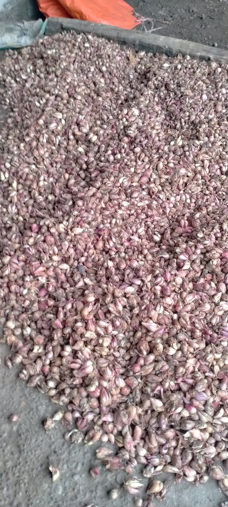JUAL BAWANG MERAH SEGAR KUALITAS PILIHAN – HARUM & TAHAN LAMA! 🧅
