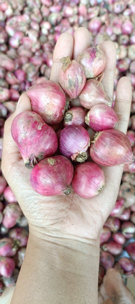 JUAL BAWANG MERAH SEGAR KUALITAS PILIHAN – HARUM & TAHAN LAMA! 🧅