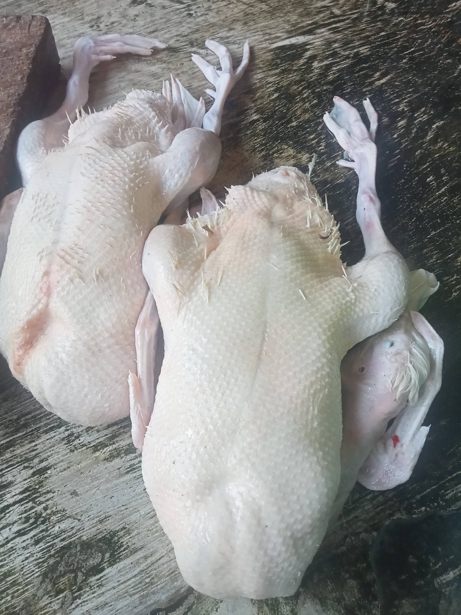 JUAL AYAM SEGAR POTONG HARIAN – KUALITAS TERJAMIN! 🐔🔥