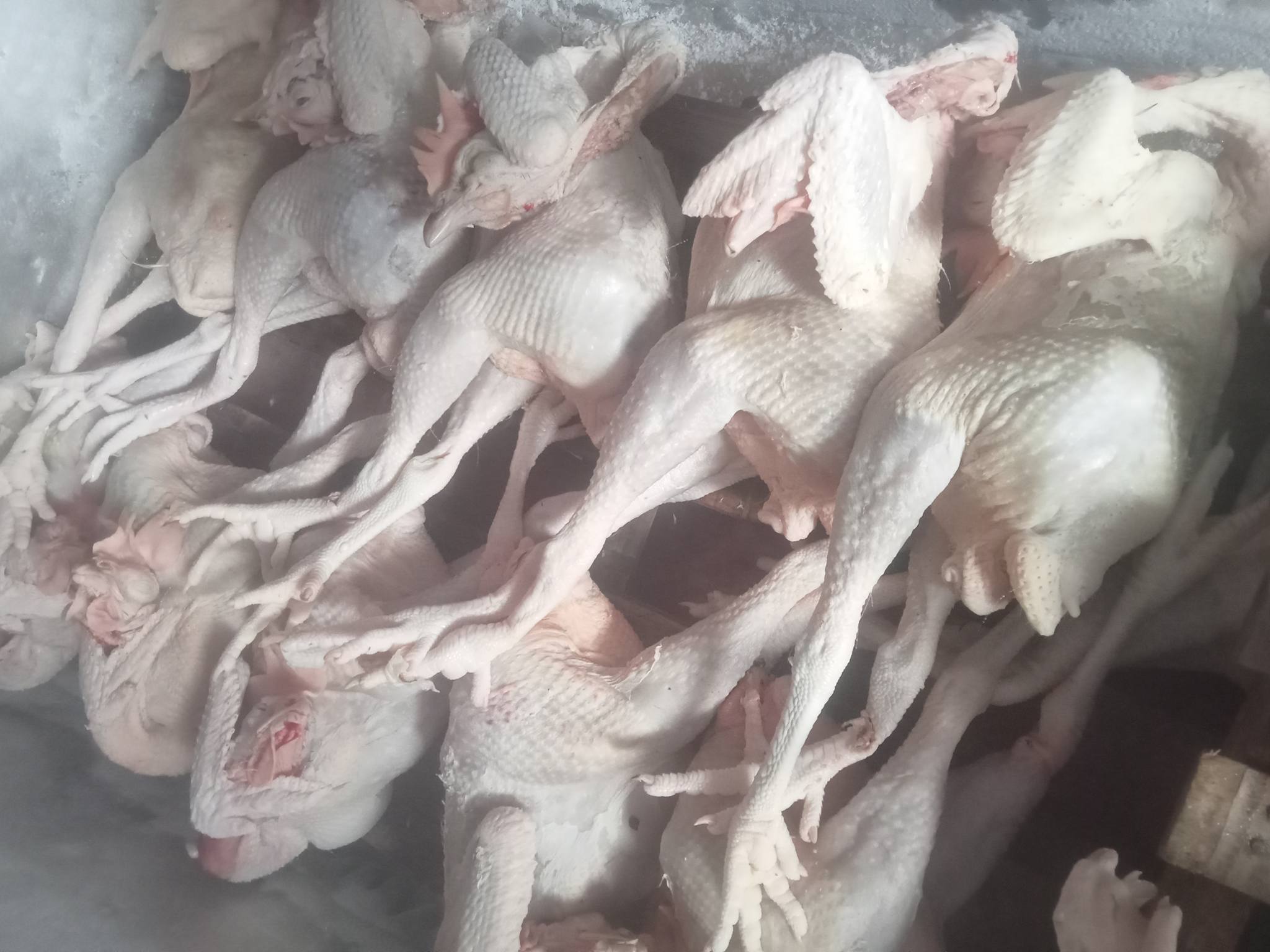 JUAL AYAM SEGAR POTONG HARIAN – KUALITAS TERJAMIN! 🐔🔥