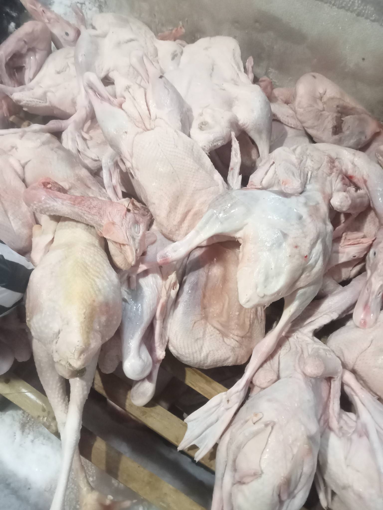 JUAL AYAM SEGAR POTONG HARIAN – KUALITAS TERJAMIN! 🐔🔥