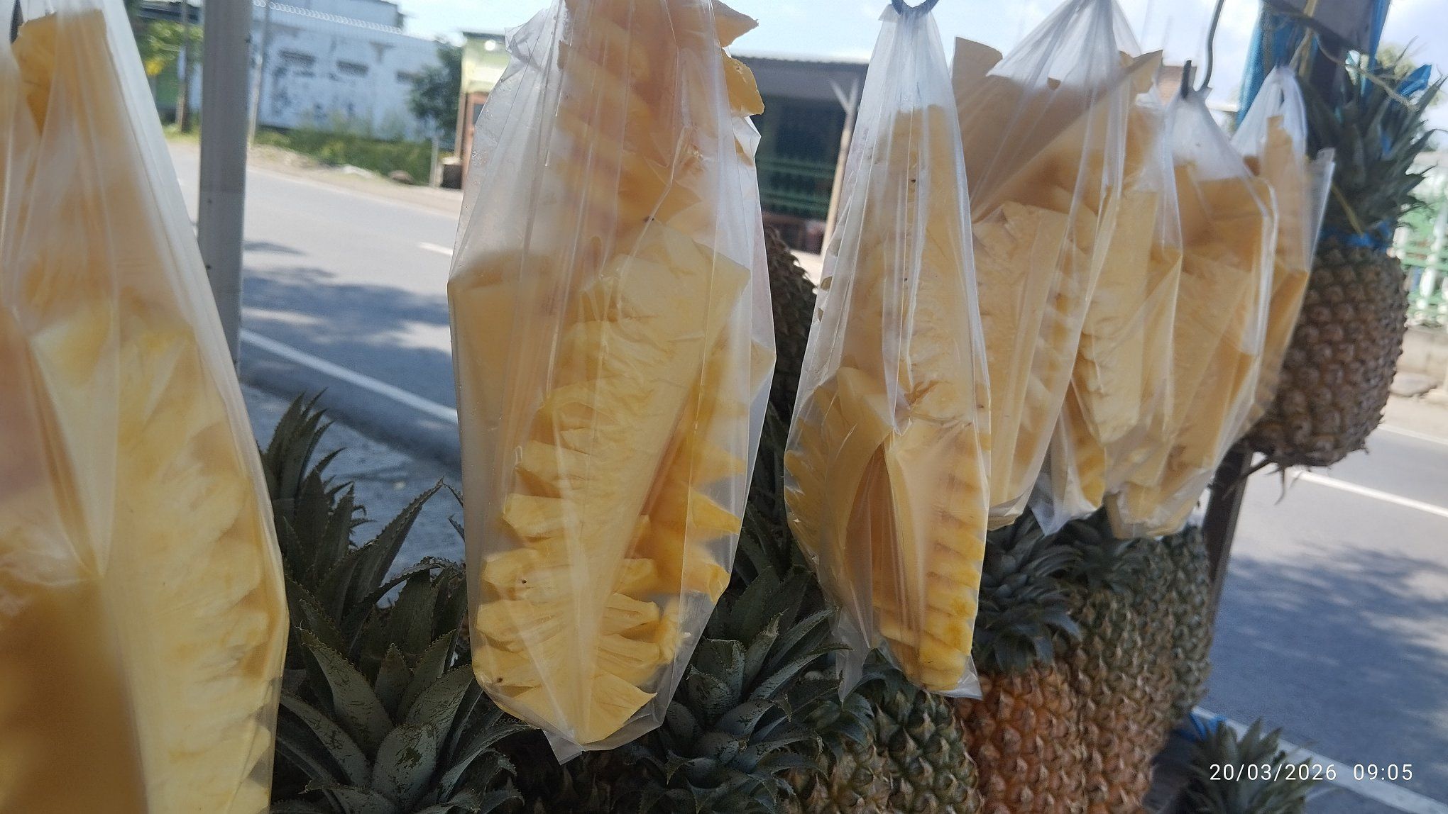 JUAL NANAS MADU SEGAR – MANIS, SEGAR🍍✨