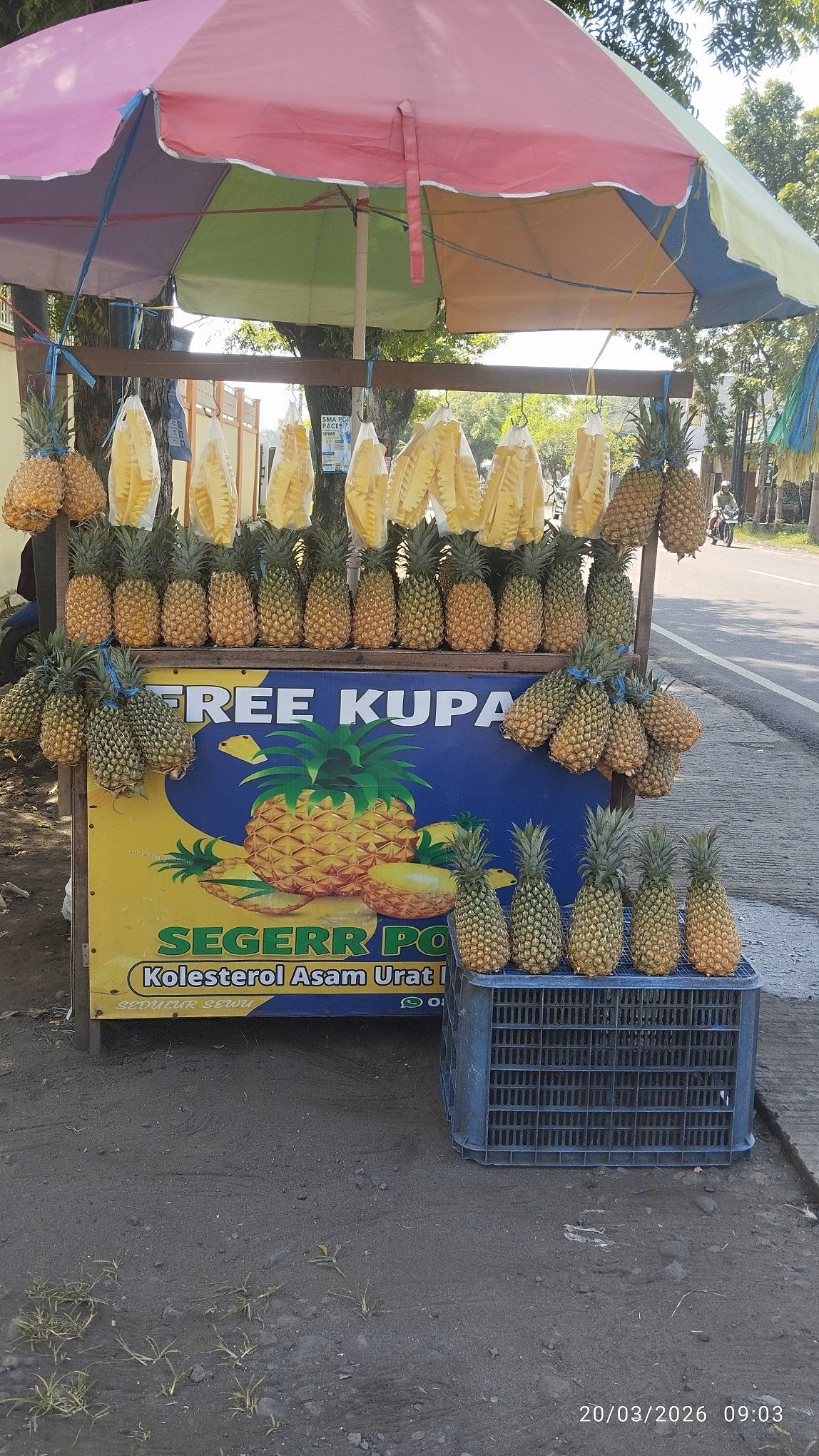 JUAL NANAS MADU SEGAR – MANIS, SEGAR🍍✨
