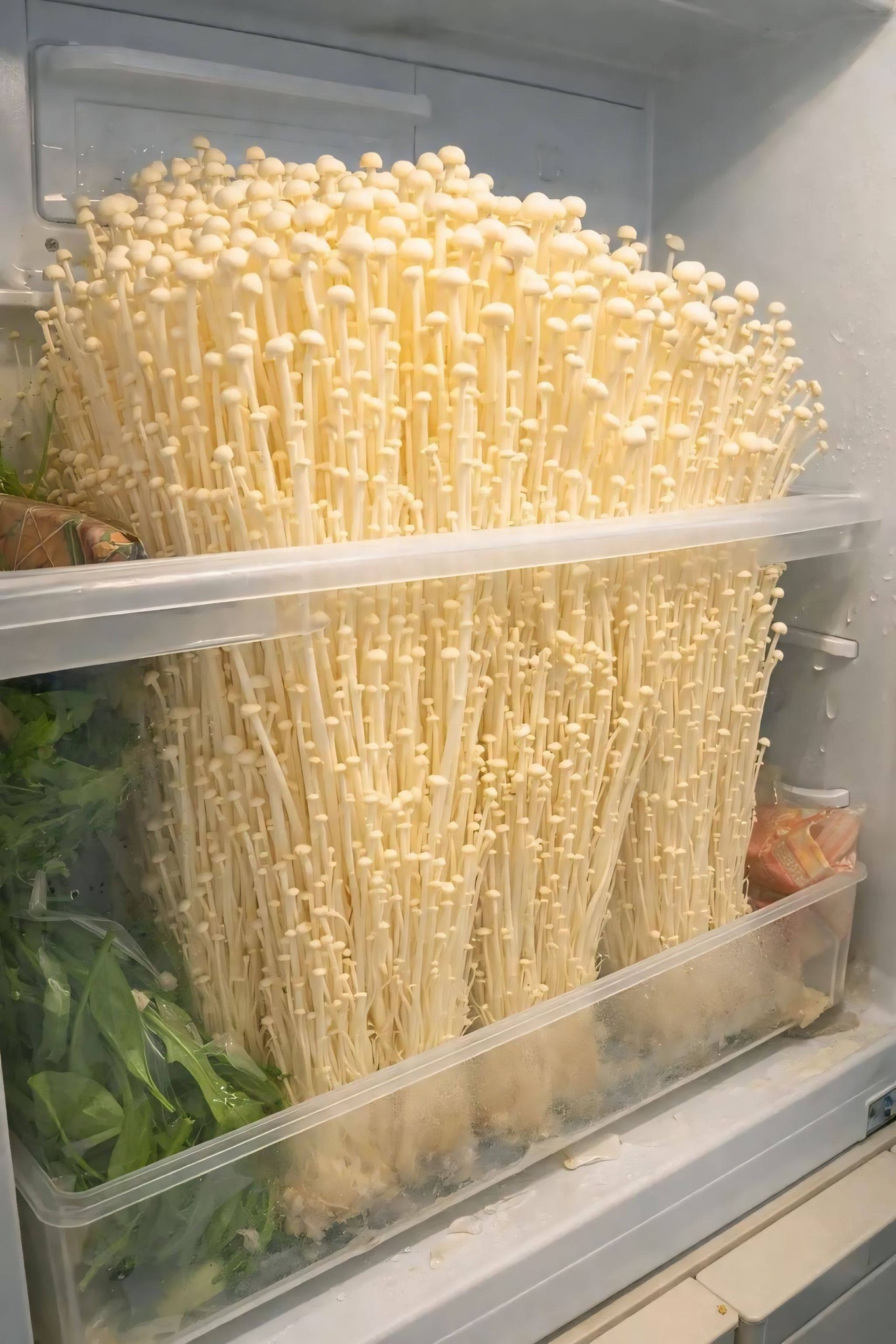 JUAL JAMUR ENOKI SEGAR – SEHAT, LEZAT & SIAP MASAK! 🍄✨