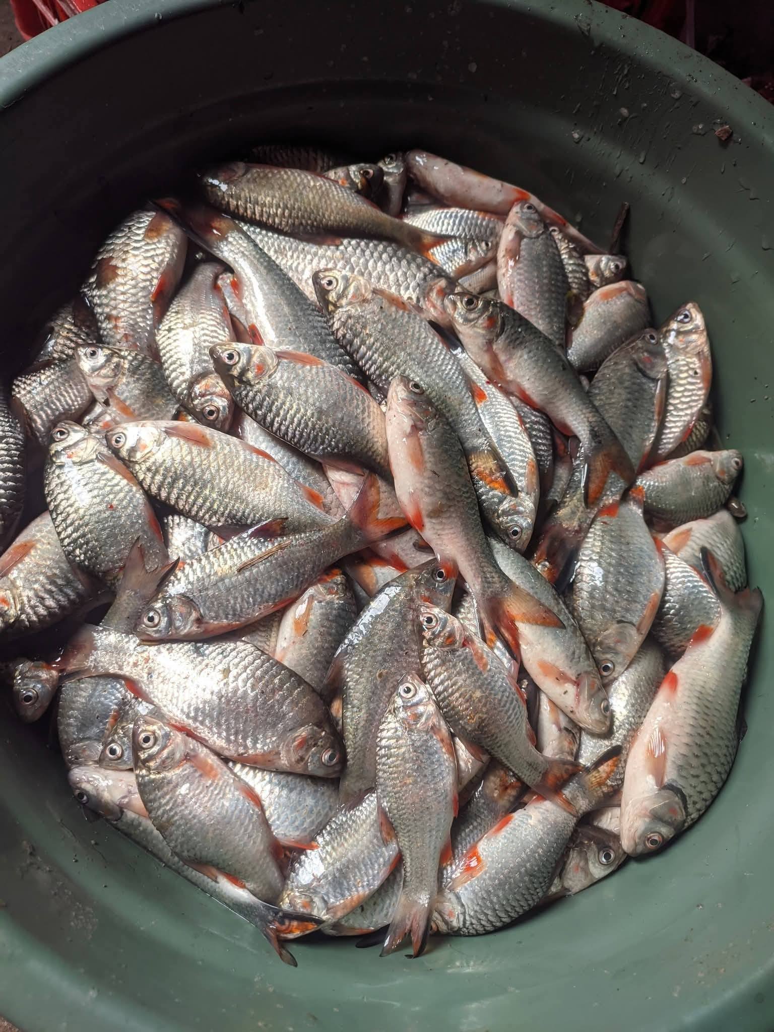 🔥 LELE SAMBAL PEDAS MANTAP – BIKIN NAGIH! 🔥