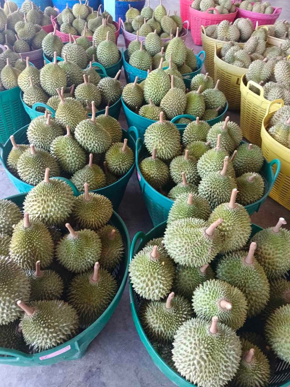 🔥 DURIAN SUPER PREMIUM – MANIS, LEMBUT & NAGIH! 🔥