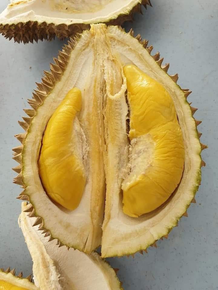 🔥 DURIAN SUPER PREMIUM – MANIS, LEMBUT & NAGIH! 🔥