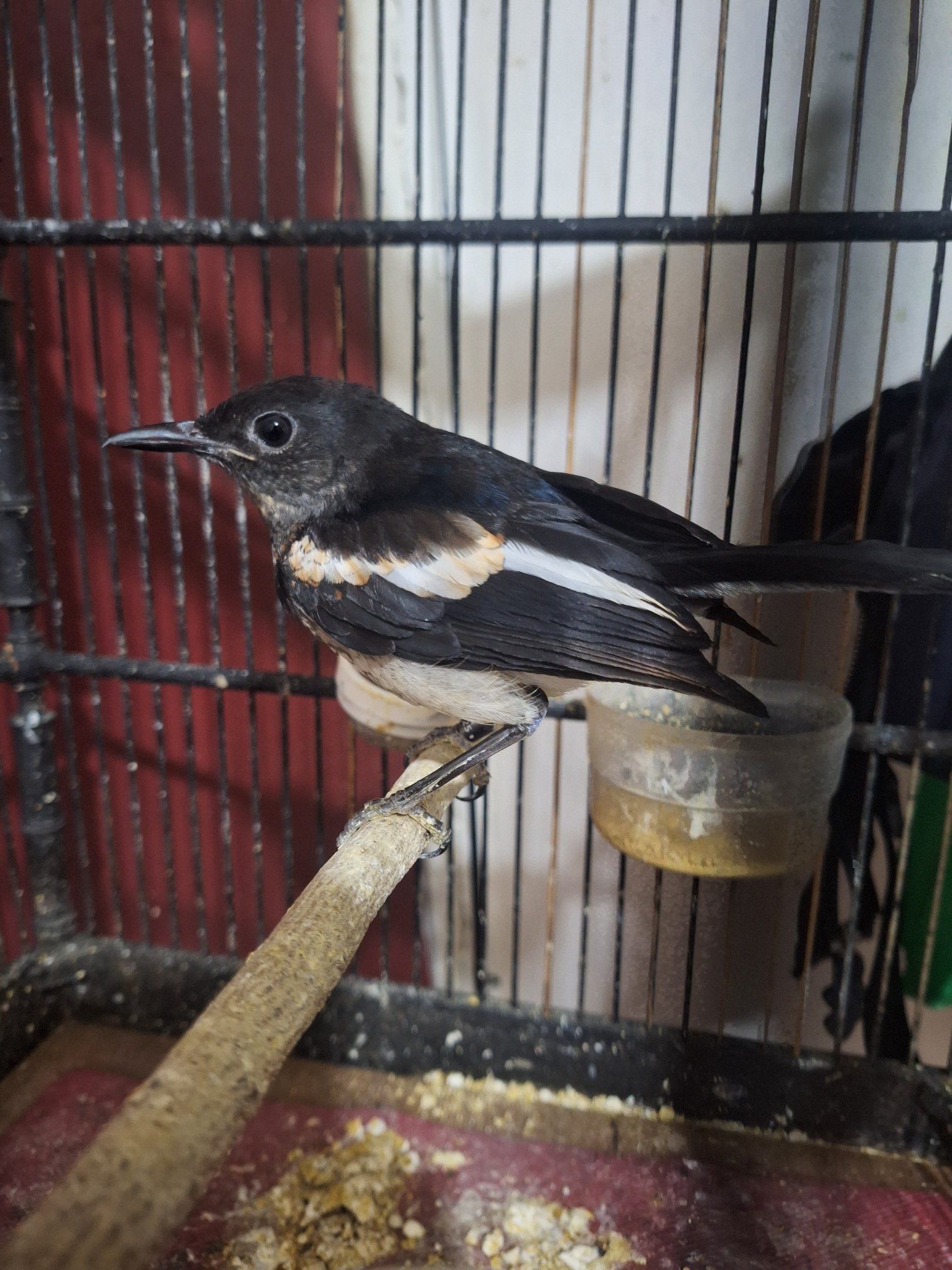 Burung Kacer Bengkulu & Sekitarnya – Kualitas Mantap, Harga Bersahabat!