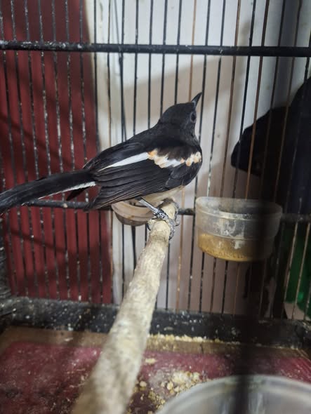 Burung Kacer Bengkulu & Sekitarnya – Kualitas Mantap, Harga Bersahabat!
