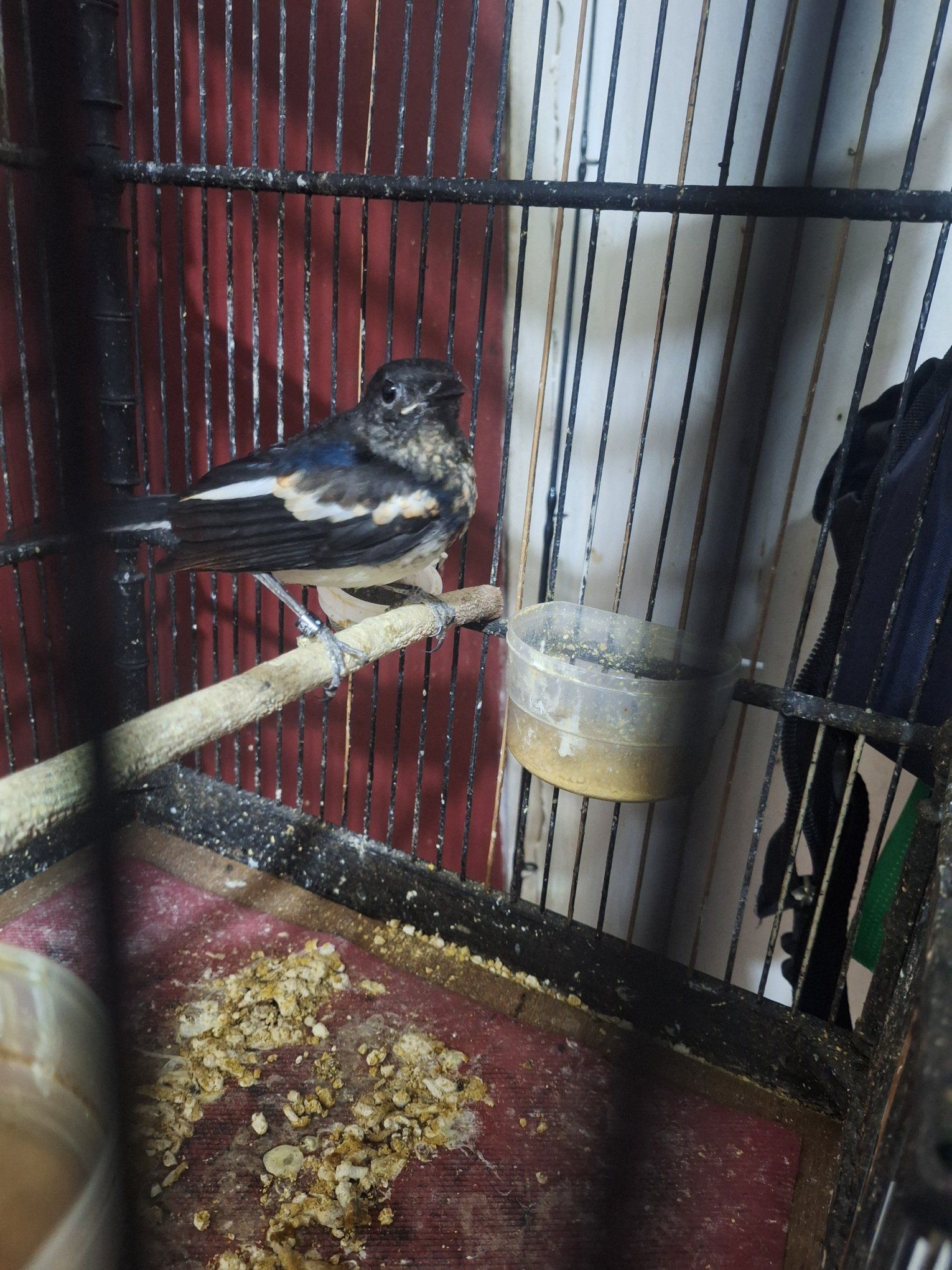 Burung Kacer Bengkulu & Sekitarnya – Kualitas Mantap, Harga Bersahabat!