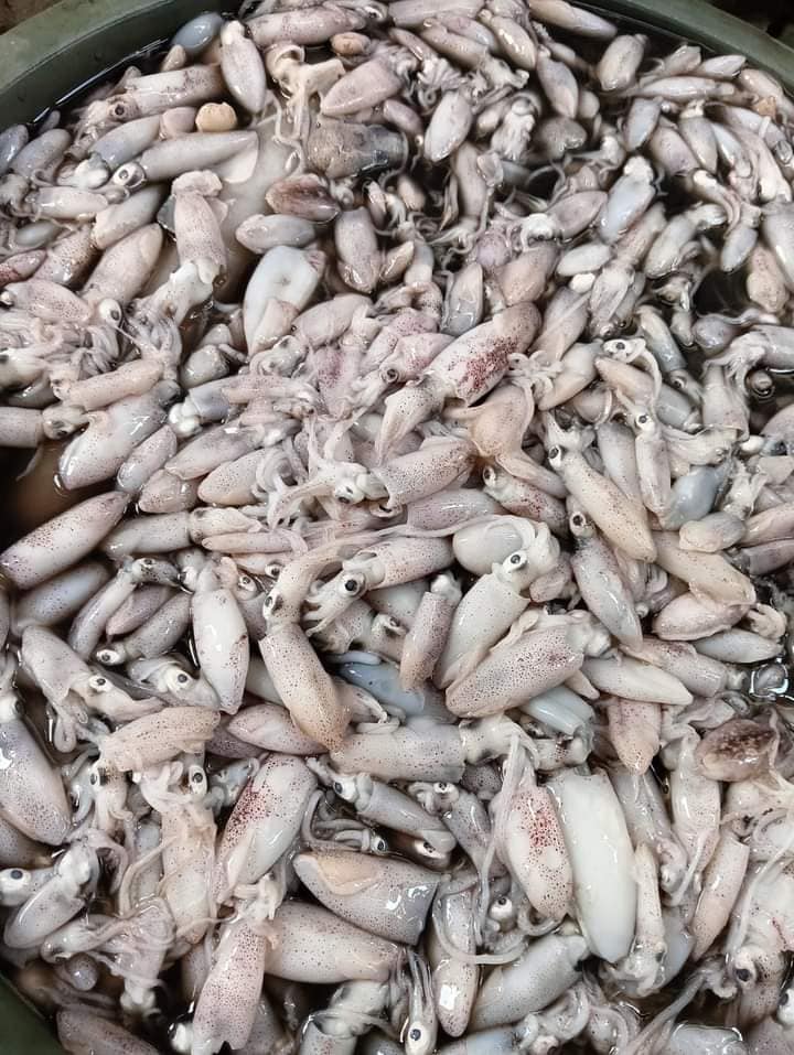 🦑 CUMI SEGAR PILIHAN – FRESH LANGSUNG DARI LAUT! 🌊