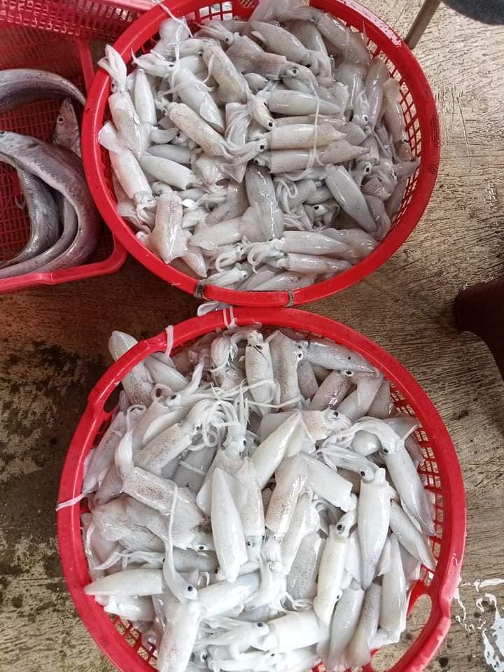🦑 CUMI SEGAR PILIHAN – FRESH LANGSUNG DARI LAUT! 🌊