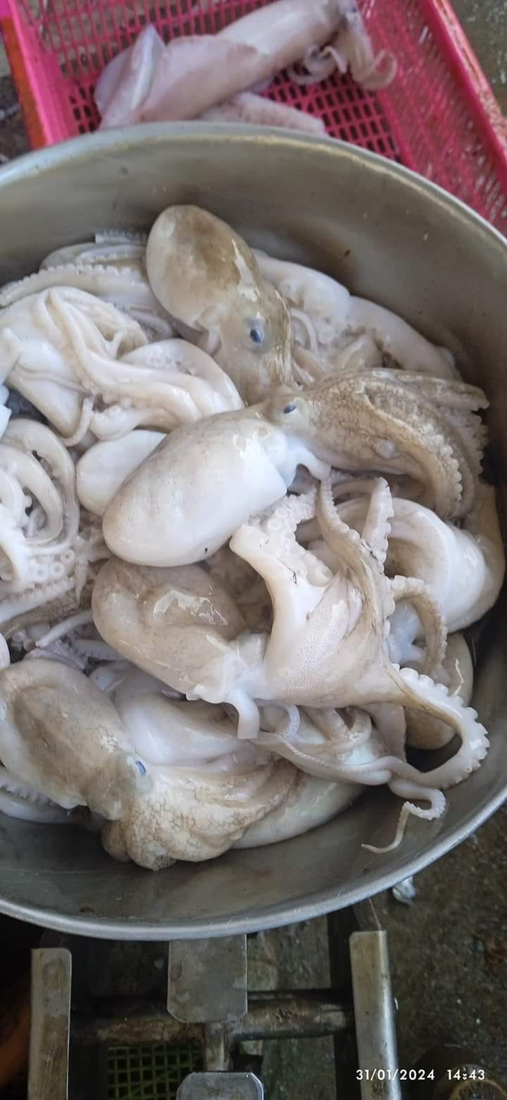 🦑 CUMI SEGAR PILIHAN – FRESH LANGSUNG DARI LAUT! 🌊