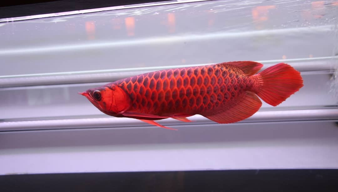 🐟 ARWANA SUPER RED PREMIUM – SIMBOL HOKI & PRESTISE! 🔥