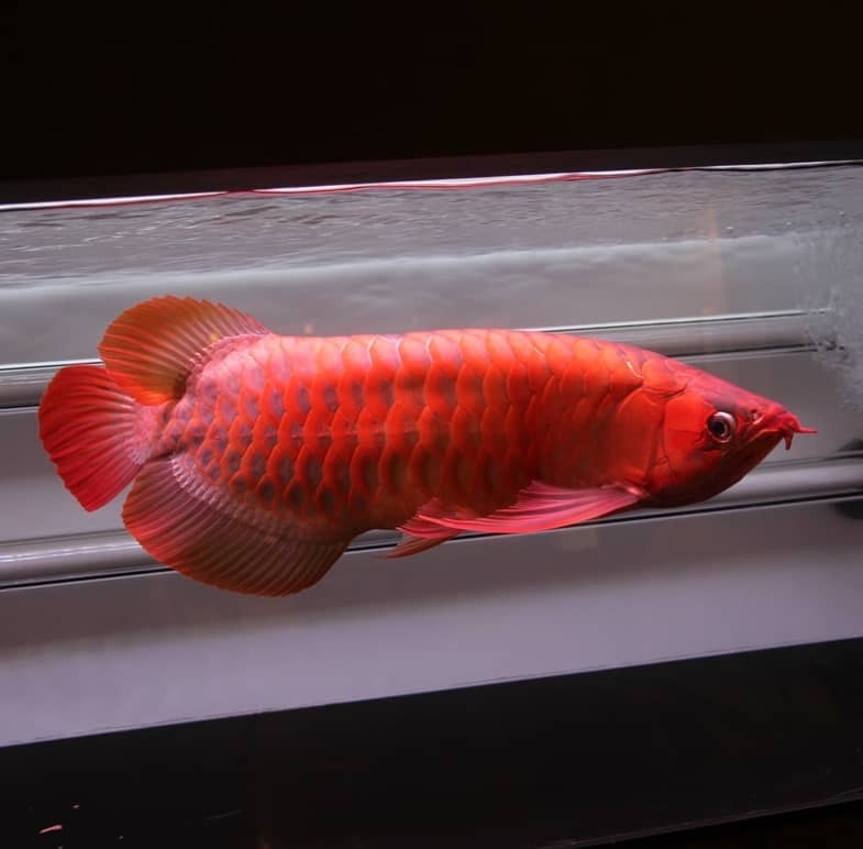 🐟 ARWANA SUPER RED PREMIUM – SIMBOL HOKI & PRESTISE! 🔥