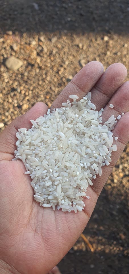 🌾🍚 BERAS PILIHAN BERKUALITAS – PULEN, WANGI & NIKMAT! 🍚🌾