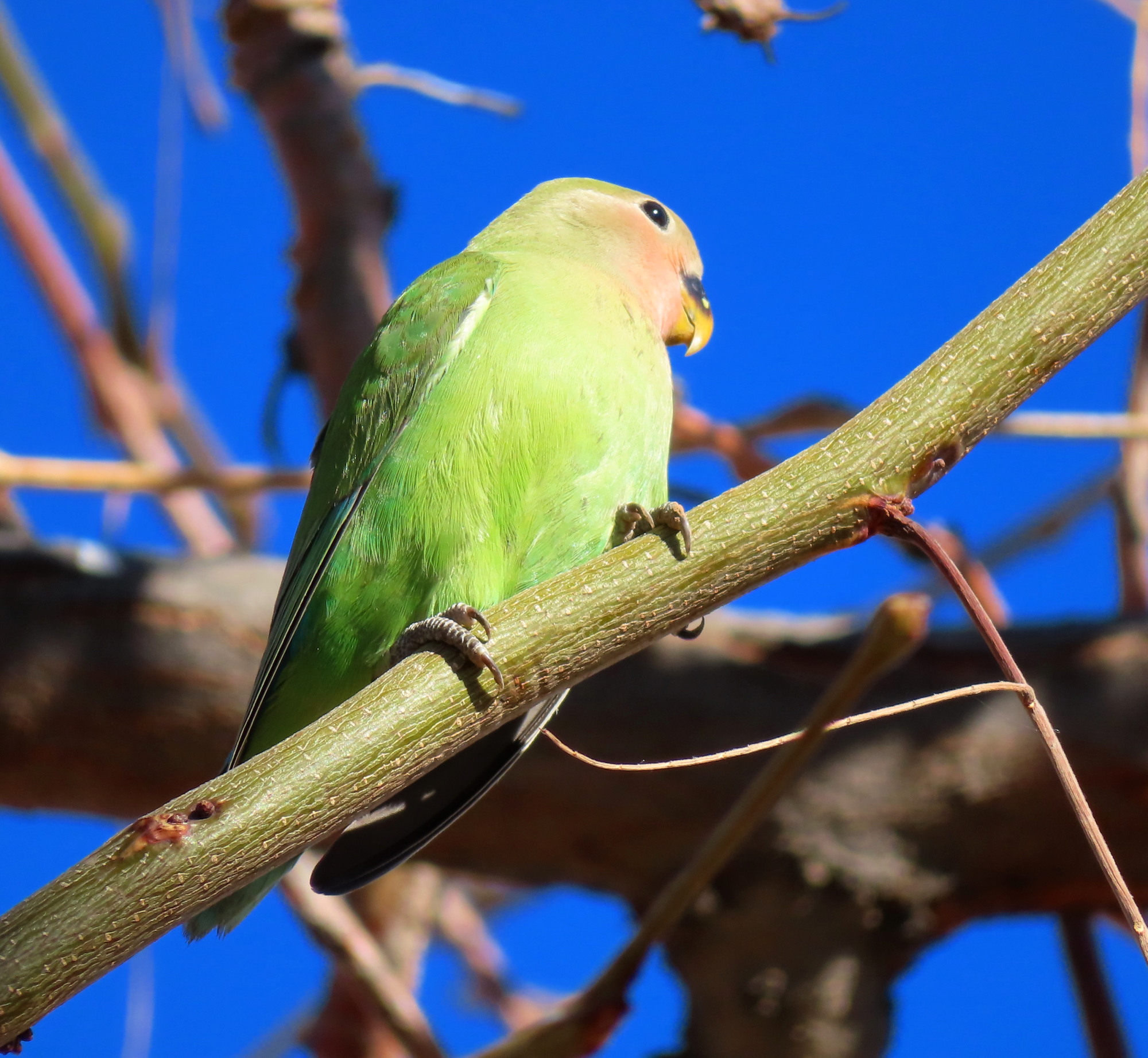 LOVE BIRD SEPASANG WARNA SUPER CERAH – JINAK, AKTIF