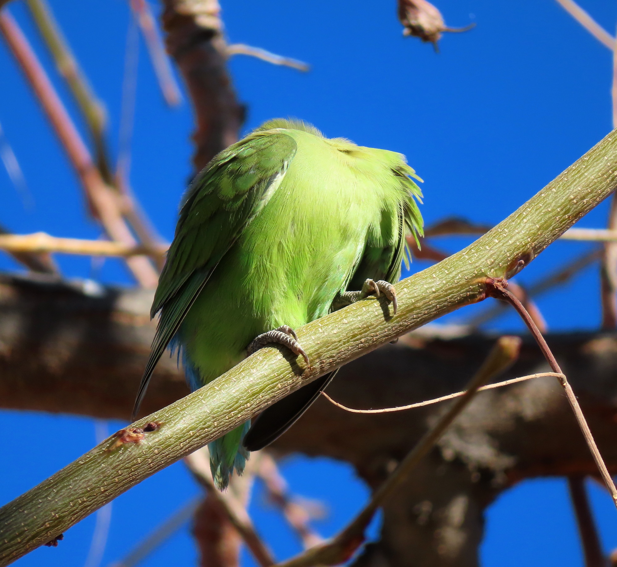 LOVE BIRD SEPASANG WARNA SUPER CERAH – JINAK, AKTIF
