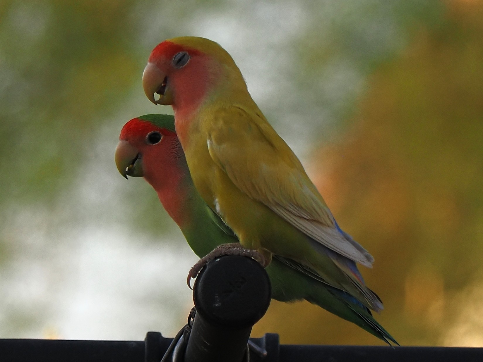 LOVE BIRD SEPASANG WARNA SUPER CERAH – JINAK, AKTIF