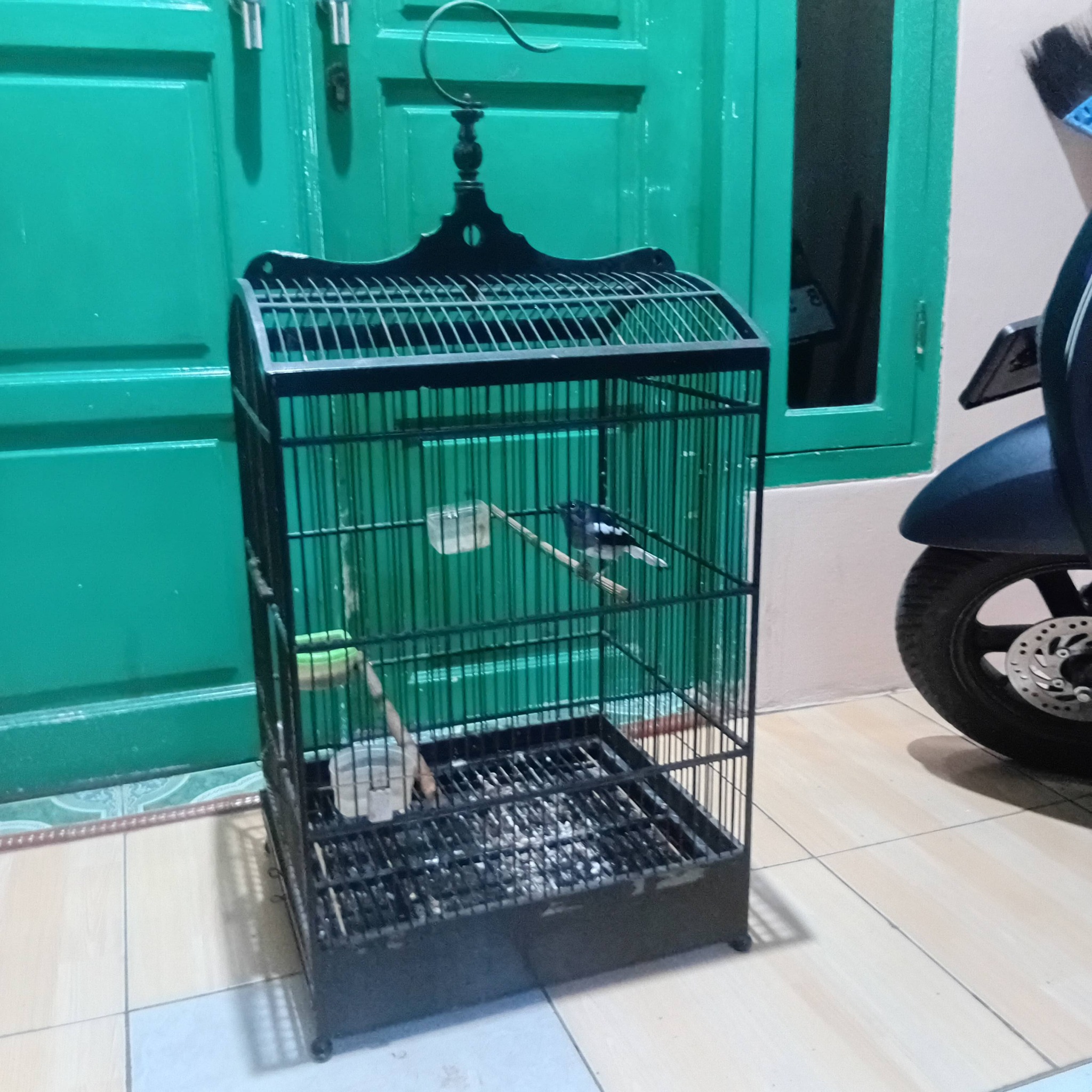 Jual Anak Burung Kacer Berkualitas – Prospek Juara, Suara Merdu Sejak Dini