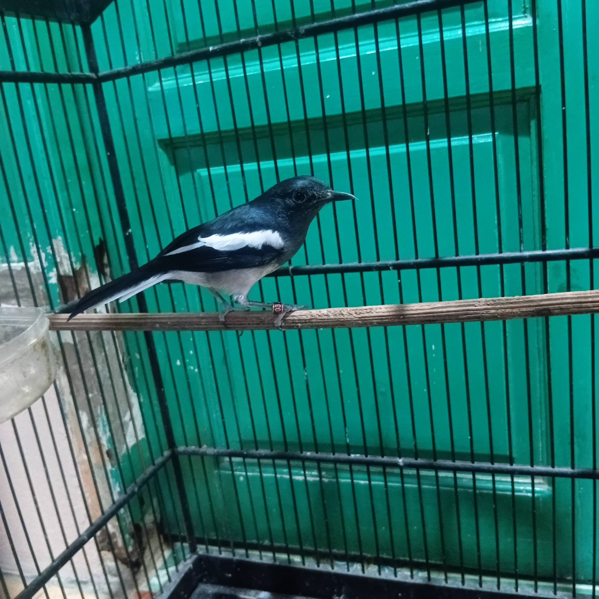 Jual Anak Burung Kacer Berkualitas – Prospek Juara, Suara Merdu Sejak Dini