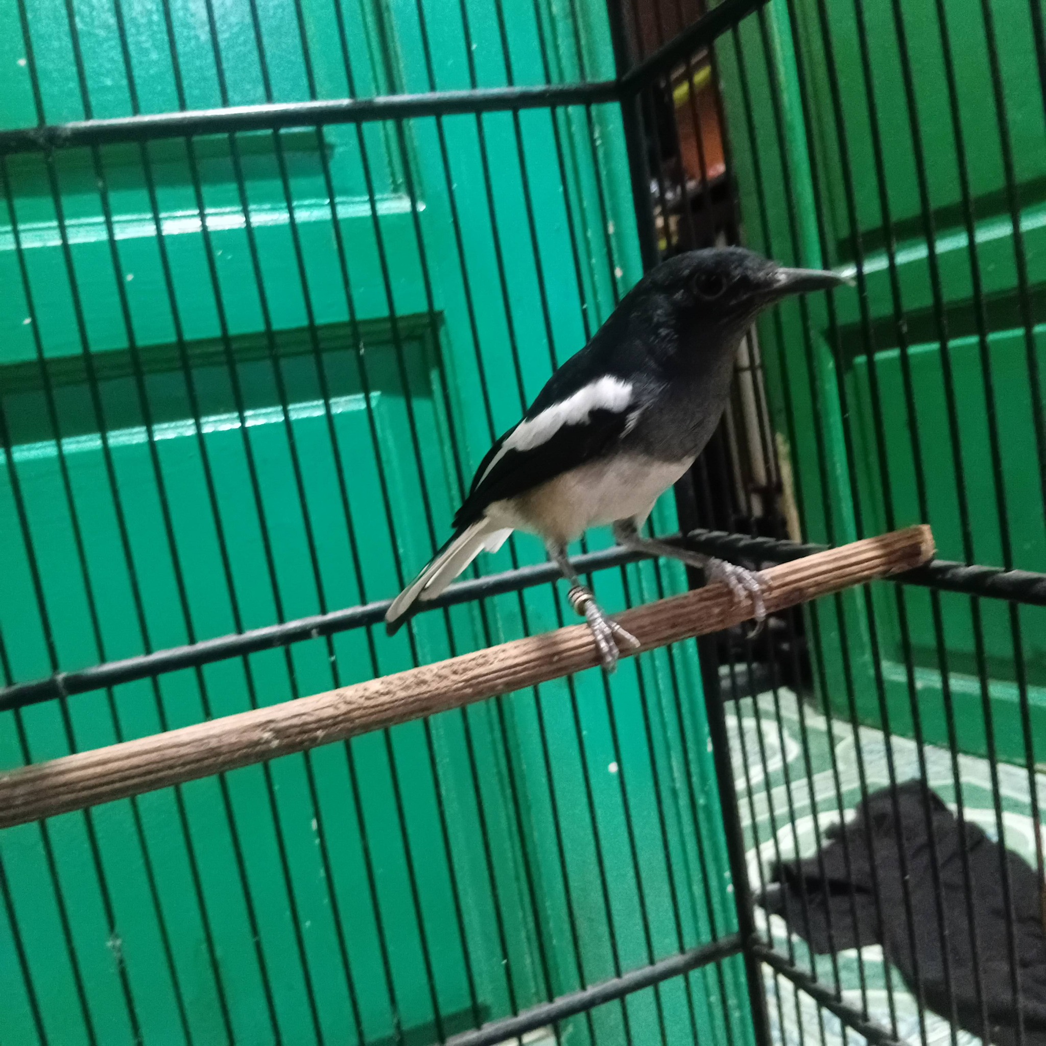 Jual Anak Burung Kacer Berkualitas – Prospek Juara, Suara Merdu Sejak Dini